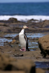 Pinguin nach Tauchgang