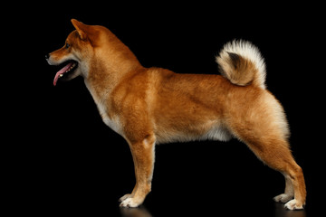 Cute pedigreed Red Shiba inu Breed Dog Standing on Isolated Black Background, Side view