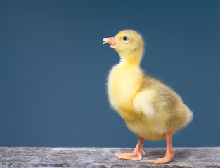 Cute little newborn gosling on dark background, standing on wood. Newly hatched gosling on a chicken farm. Nice one bird.