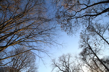 Vorfrühling in Berlin / Blick hinauf zu den Baumkronen im Stadtpark Steglitz