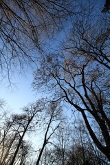 Vorfrühling in Berlin / Blick hinauf zu den Baumkronen im Stadtpark Steglitz