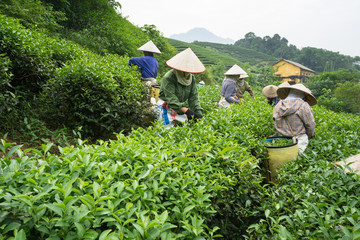 Vietnamese women picking tea leaves at a tea plantation.