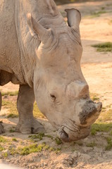 Obraz premium シロサイ