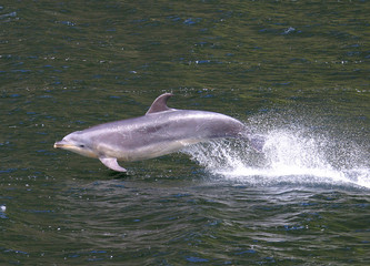 springender Delfin © Olivier