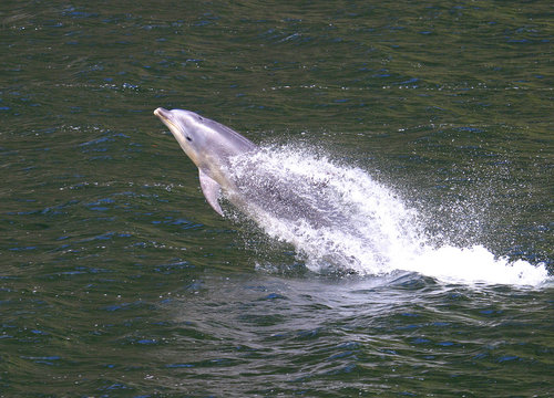 springender Delfin