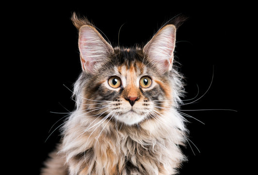 Portrait of domestic tortoiseshell Maine Coon kitten. Fluffy kitty on black background. Adorable curious young cat looking away.