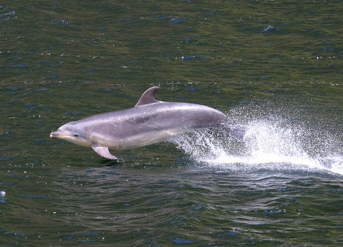 springender Delfin