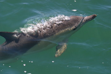 Auftauchender Delfin