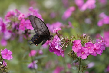 Black Butterfly