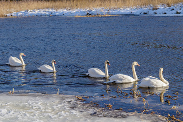 White swans in the wild