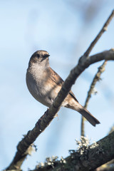 Dunnock, Prunella modularis