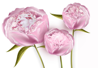 Pink peony flowers on a plain background