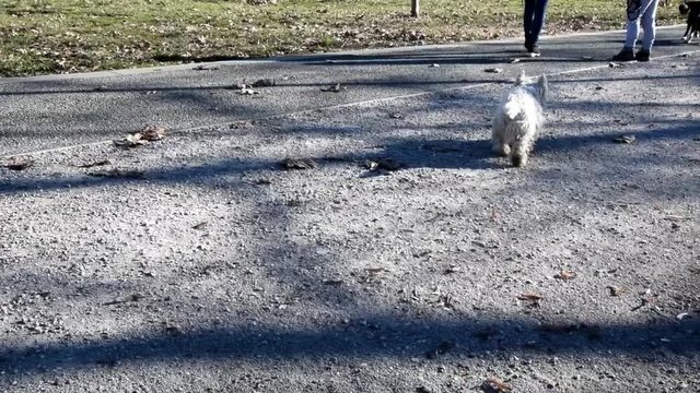 Terrier white