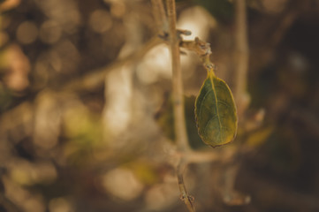 closeup of old green leaf