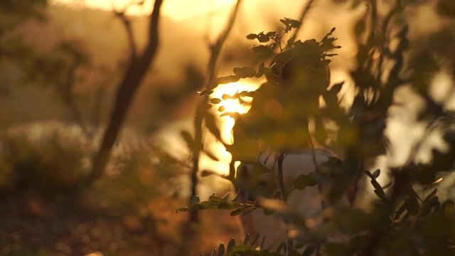 Young couple enjoying the sunset in the meadow