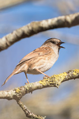 Dunnock, Prunella modularis