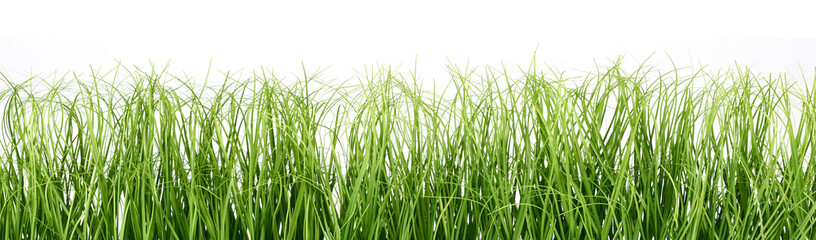 Grass background panorama
