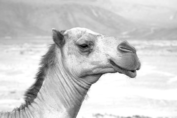 in oman empty quarter of desert a free dromedary near the  sky