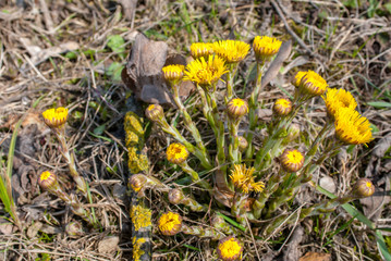 tussilago farfara, selective focus