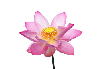 lotus flower isolated on white background.