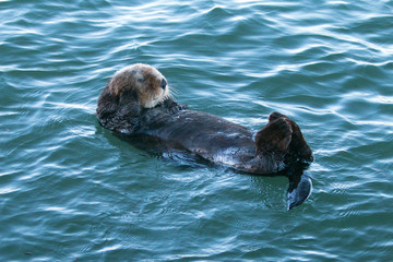 Obraz premium California Sea Otter in Morro Bay on the Central California Coast USA