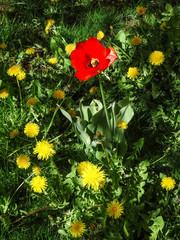 Frühlingsboten