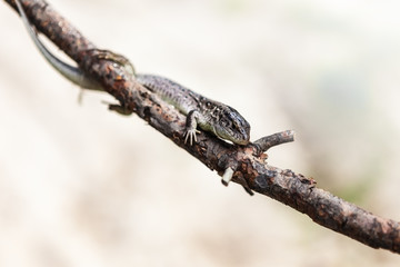 Brown lizard on a branch closeup
