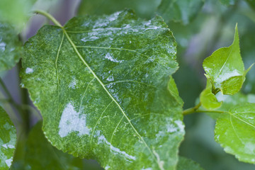 Зеленый свежий лист крупным планом