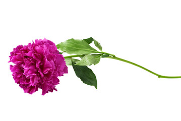 Obraz premium Red peony