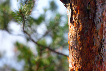 Pine trees in the dunes