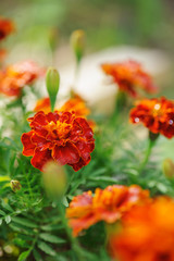 Orange tagetes (marigolds) growing in sunny summer garden in flower bed