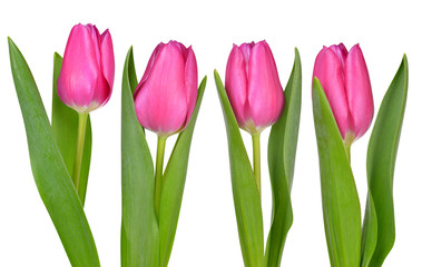 Purple tulips with green leaves isolated on white background