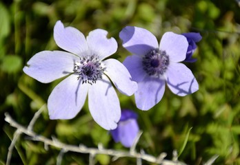 Details of wild anemone flowers and green leaves