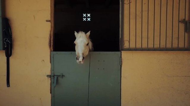 Young and curious baby horse foal locked in barn looks around