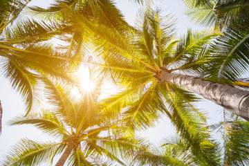 Coconut tree and sunshine.