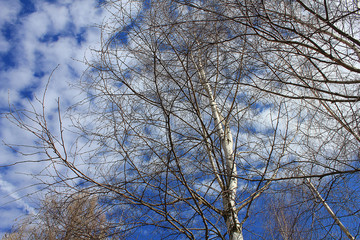 Fototapeta na wymiar branches on sky background with clouds