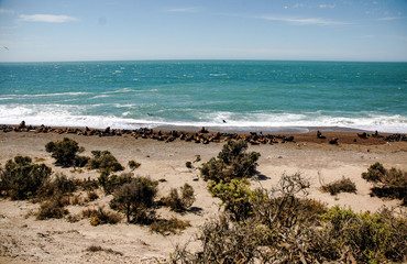 Landscape in Peninsula Valdes