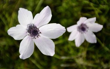 Details of wild anemone flowers and green leaves