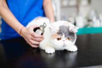 Beautiful exotic shorthair cat at veterinary. 