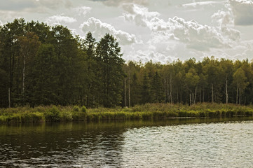the forest on the shore of lake