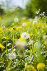 Obraz premium たんぽぽ 綿毛