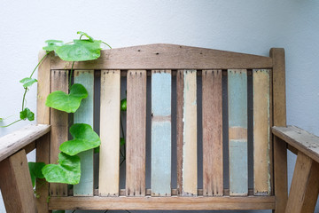 Old wooden chair and coccinia grandis (Ivy Gourd) with white wall background.