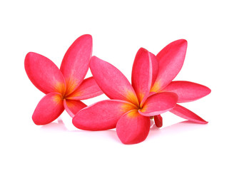 frangipani (plumeria) flowers on white background