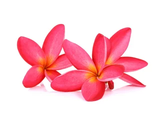  frangipani (plumeria) flowers on white background © pairoj