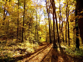 Shining sun in deciduous forest during fall