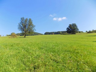 Meadow and deciduous forest in wild nature