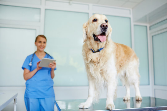 Fluffy healthy retriever standing on vet table with its tongue out while female doctor watching at him with satisfaction