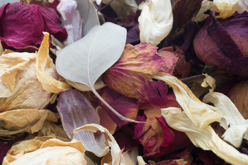 dry flowers