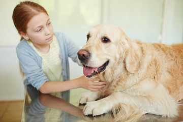 Small red-haired owner petting her cute retriever lying on table quietly with its tongue out while waiting for veterinarian