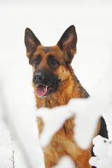 The portrait of a German Shepherd dog sitting outdoors in winter